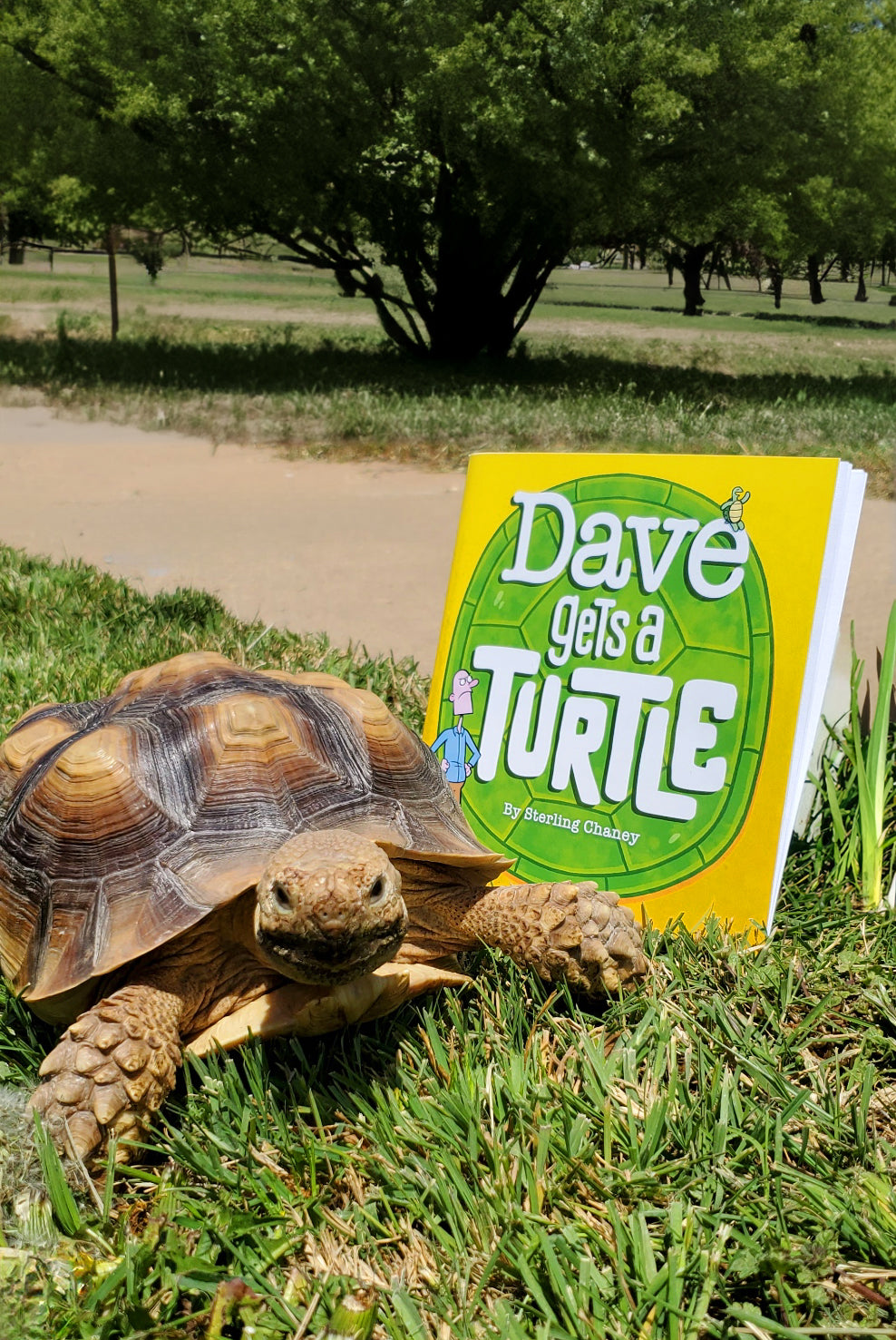 Dave Gets A Turtle - Children's Book by Sterling Chaney