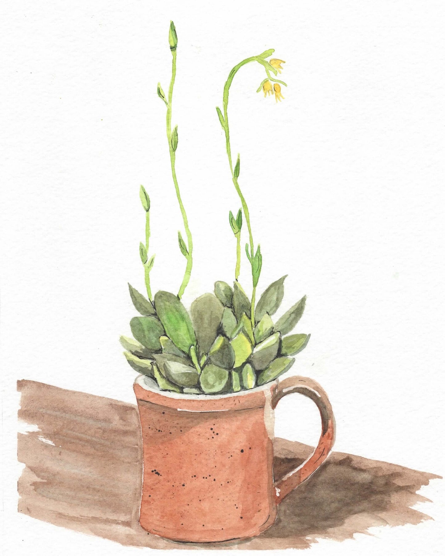 Succulent in a Mug 8x10 Print