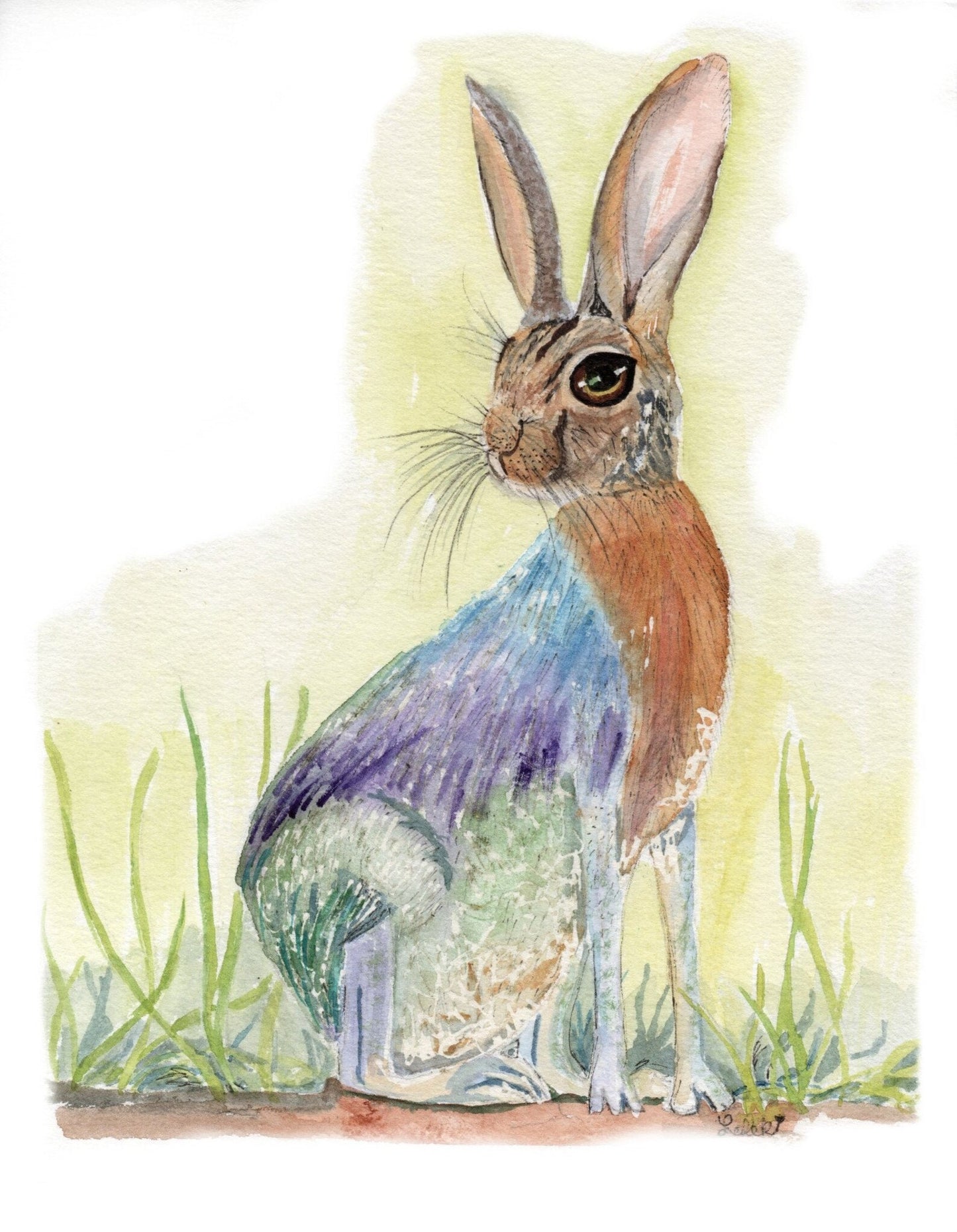 Texas Jack Rabbit 8x10 Print